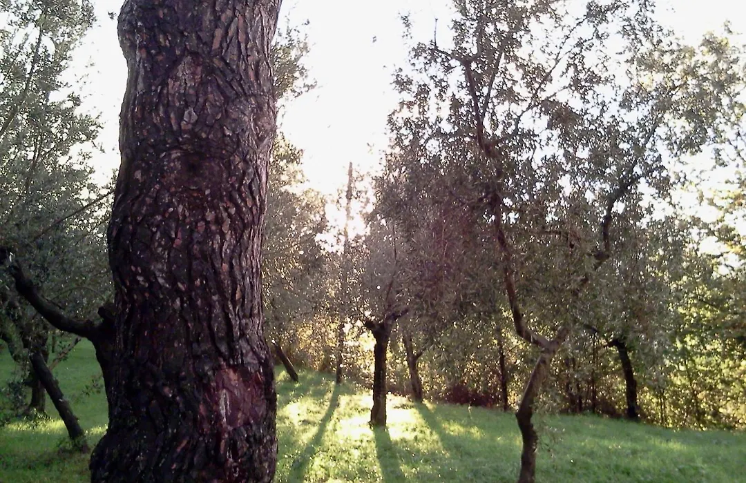 Azienda Agrituristica Il Moraiolo-1